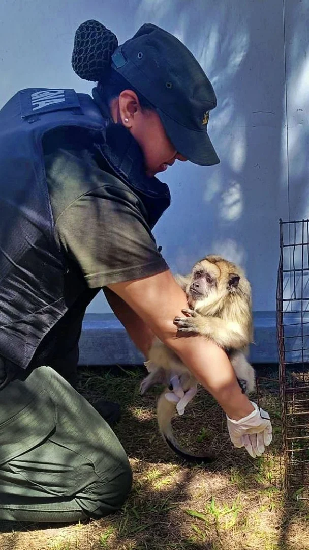 moron_mono_caraya_12