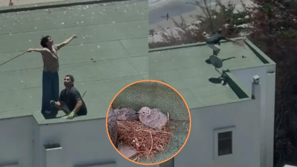 POLLUELOS MAITENCILLO (2).jpg