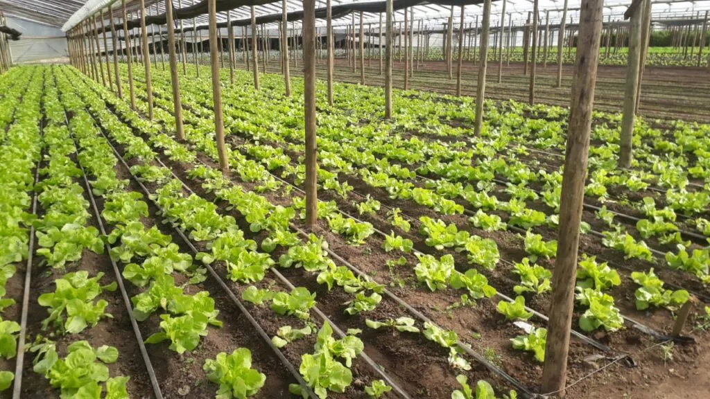 WhatsApp-Image-2024-05-13-at-12.02.36-AM-1-1024x576