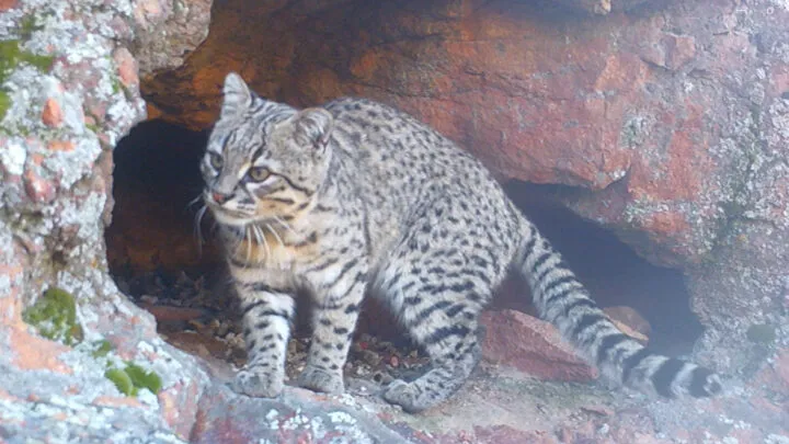 Gatro-montes-camara-trampa-colaboracion-Olivia-Feldman-720x405