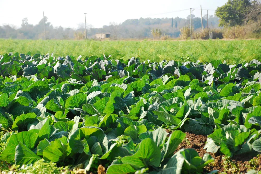 verduras