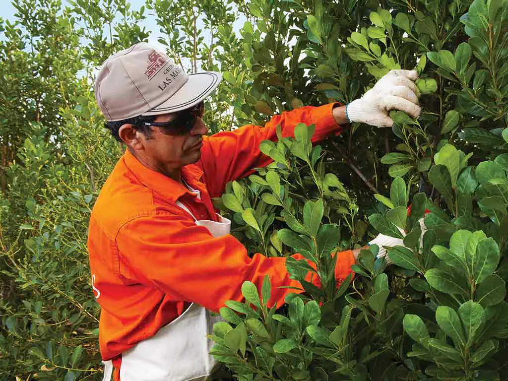 xhombre-cosechando-yerba-mate-taragui.jpg.pagespeed.ic.HkCClSVmmj