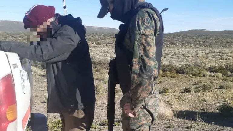 guanacos