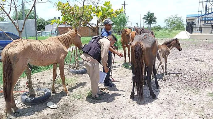 13-Maltrato-animal-678x381