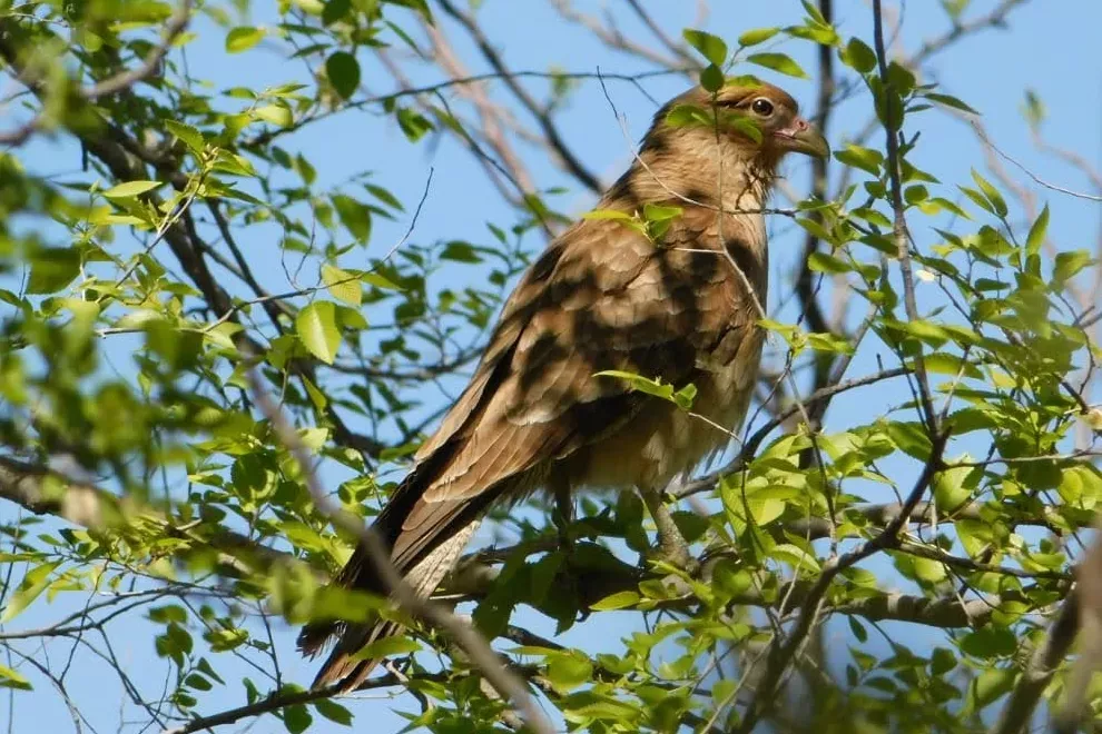 cordoba rio parana pajaro
