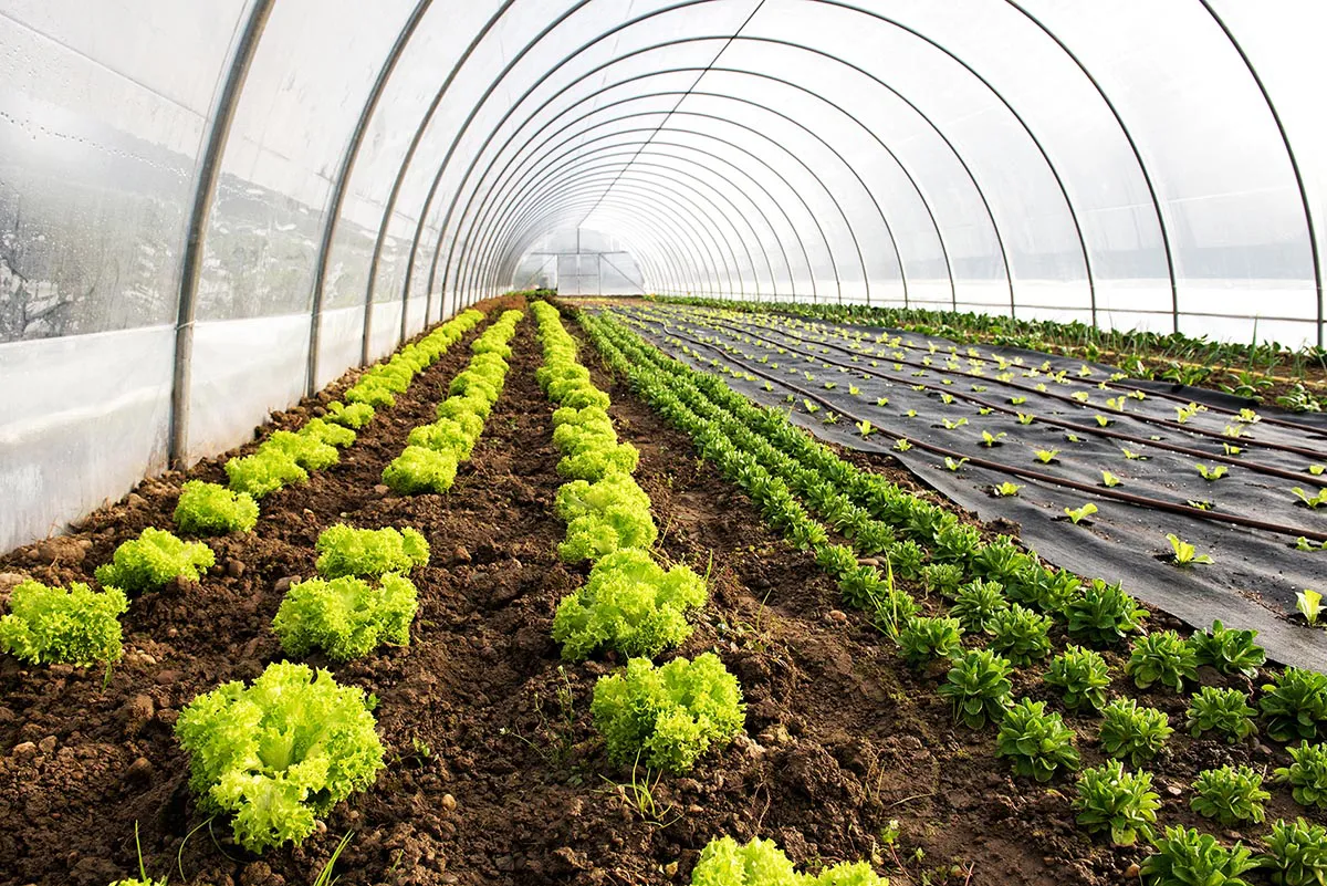 how-to-control-temperature-in-greenhouses-1