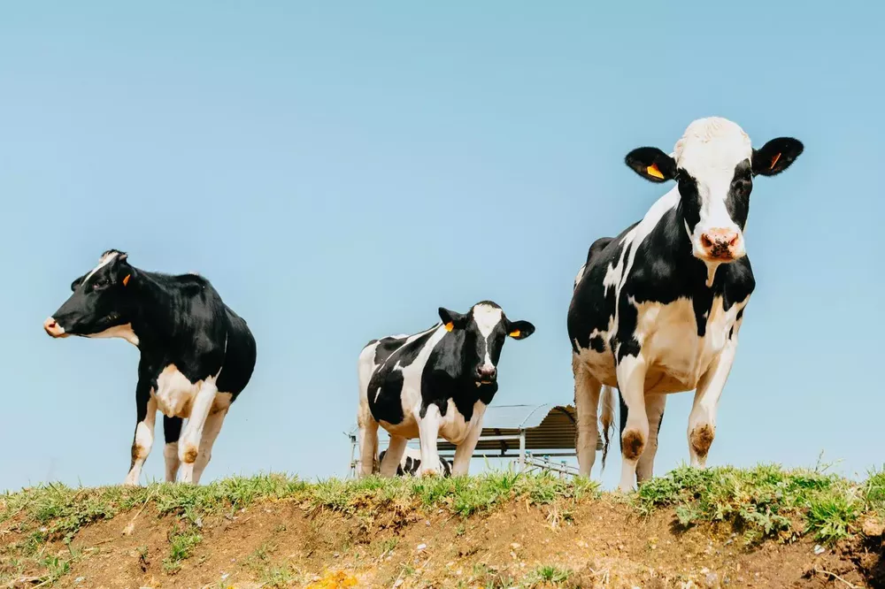 vacas