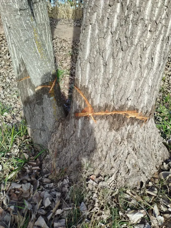 cba arbol