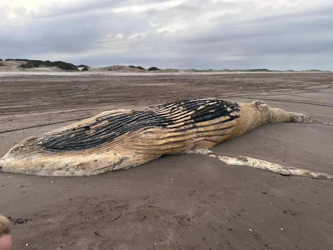 ballena