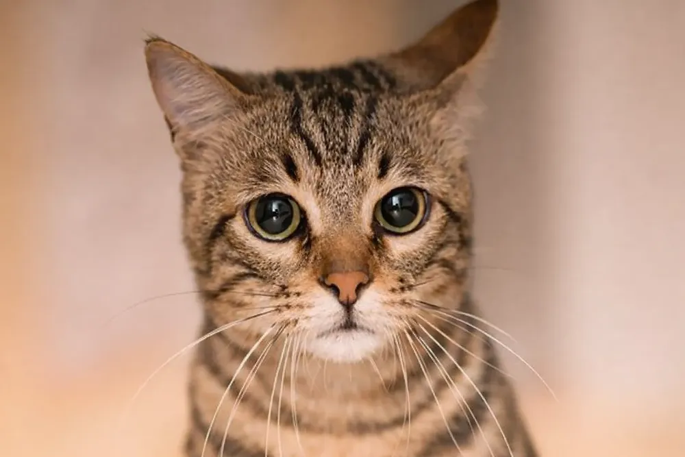 906492f7-b2d0-49c5-a593-4e0c99d022a0