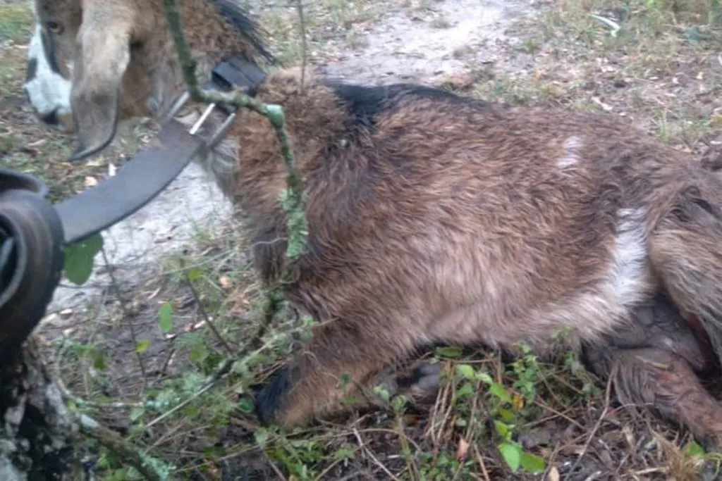 web-animales1-1024x683