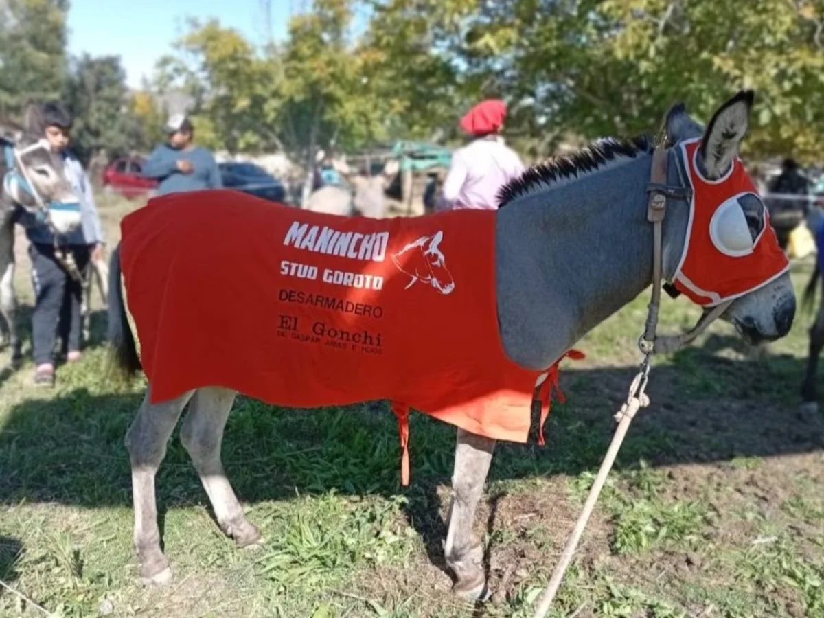 burro