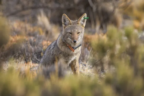 Zorro-gris-Captura-abril-2023-Franco-Bucci-8-609x405