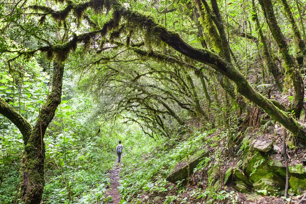 Sendero Bosque de Arrayanes-Catamarca-Valles, Quebradas y Yungas-Argentina