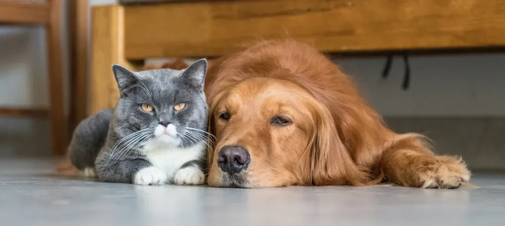 cat dog