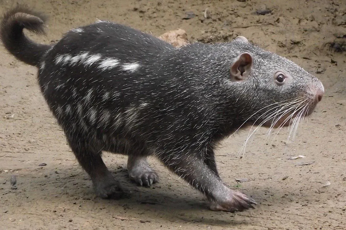 pacarana-one-of-the-strangest-animals-it-is-possible-to-see-in-the-western-amazon-034