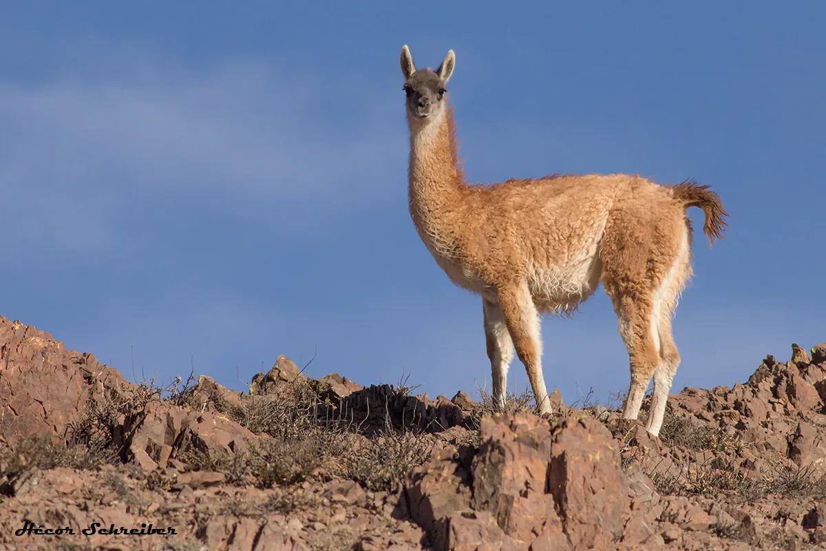 IMG_1175-Guanaco