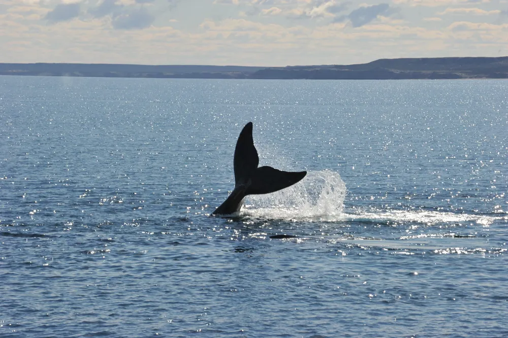 Paula-Faiferman-Instituto-de-Conservacion-de-Ballenasubalaena-australis-423-scaled