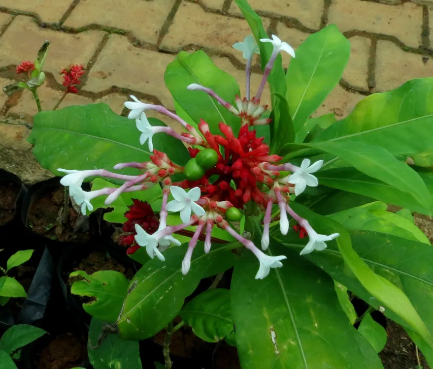 Rauvolfia_serpentina_11