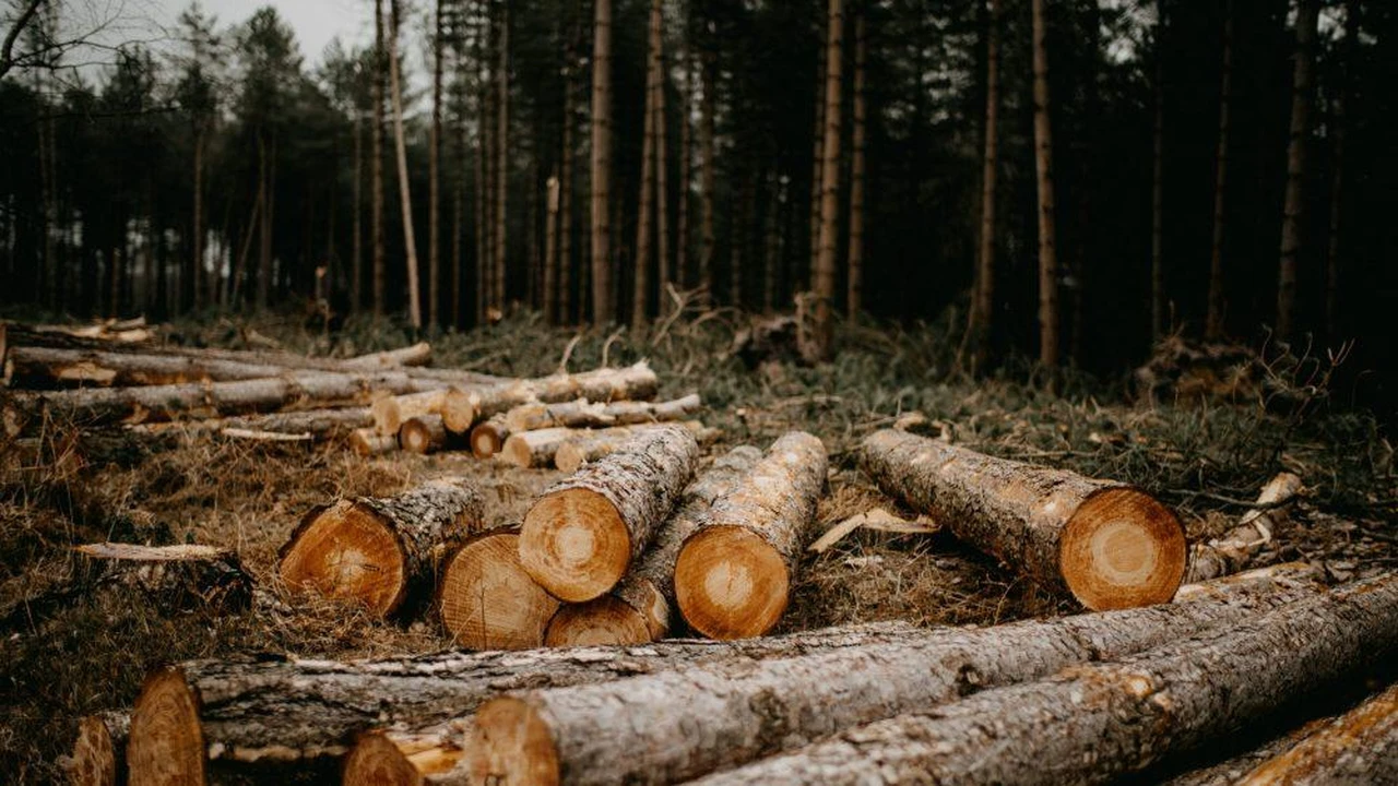 Deforestacion-1000x562