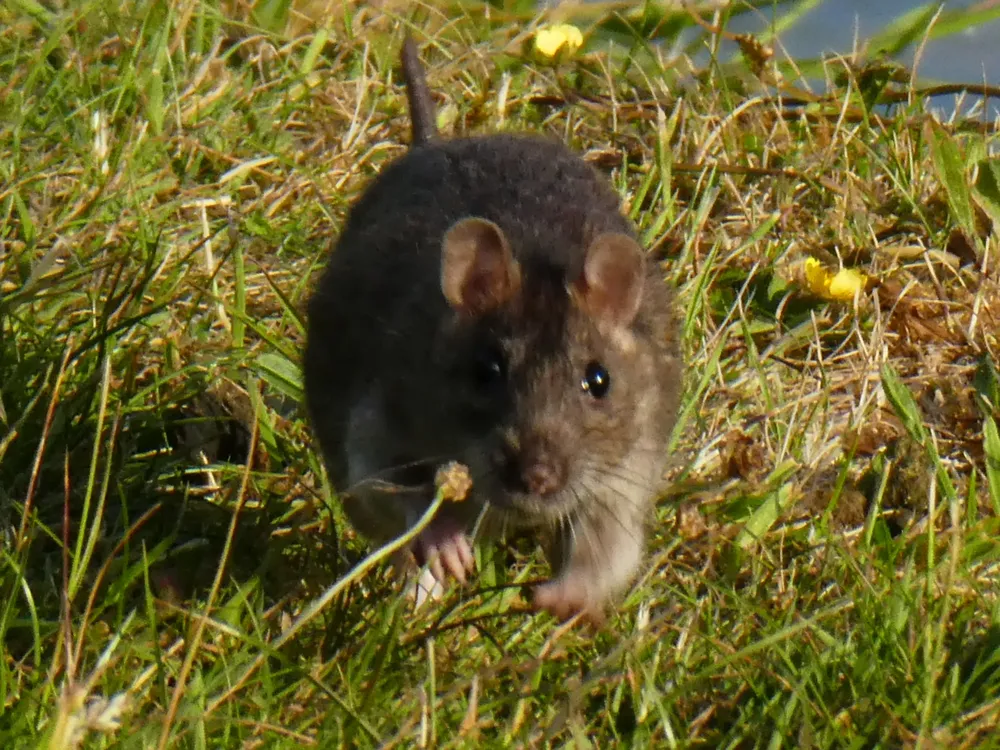rat-rats-rodent-running-grass-canal-1616701-pxhere.com