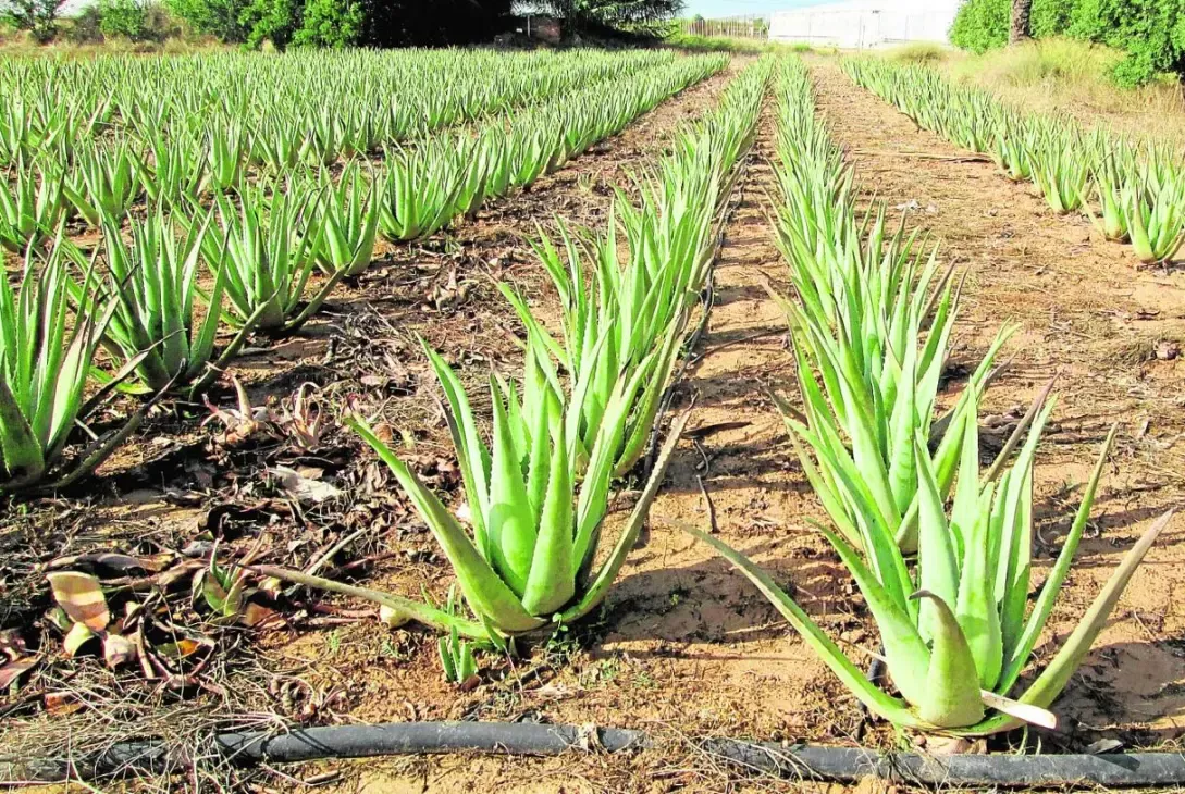 aloe vera