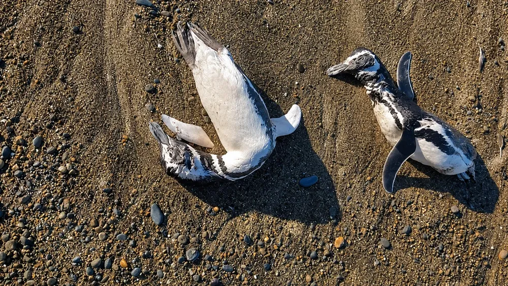 pinguinos