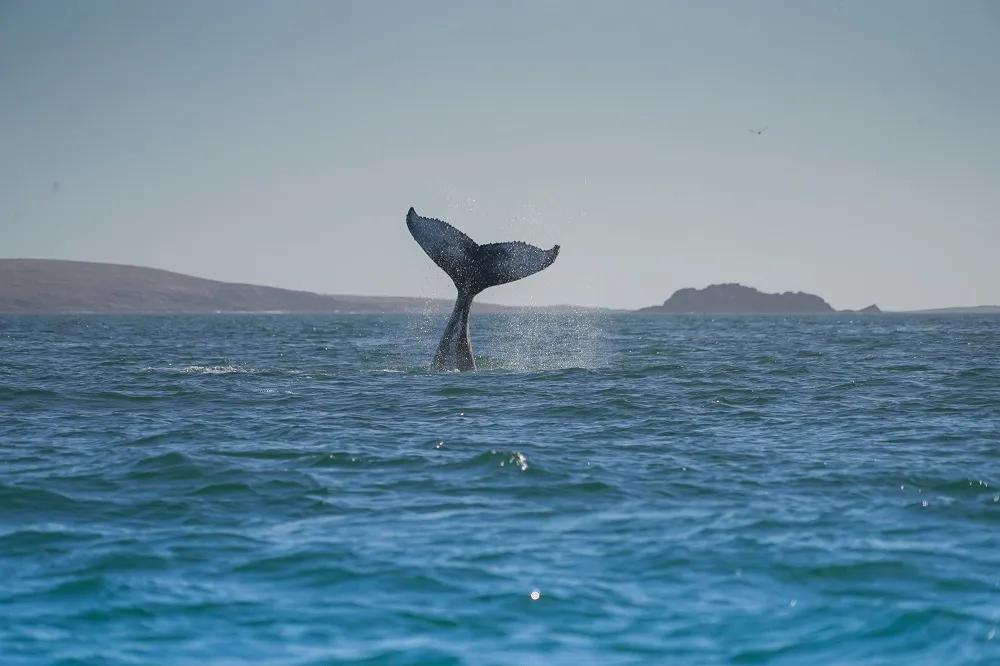 Ballena jorobada en Patagonia Azul credito Maike Friedrich - Rewilding Argentina