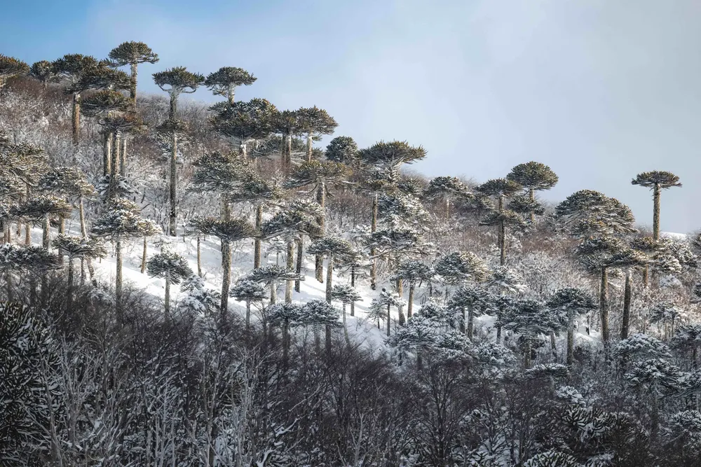 Copia-de-Copia-de-Tolhuaca-Malalcahuello_71-scaled