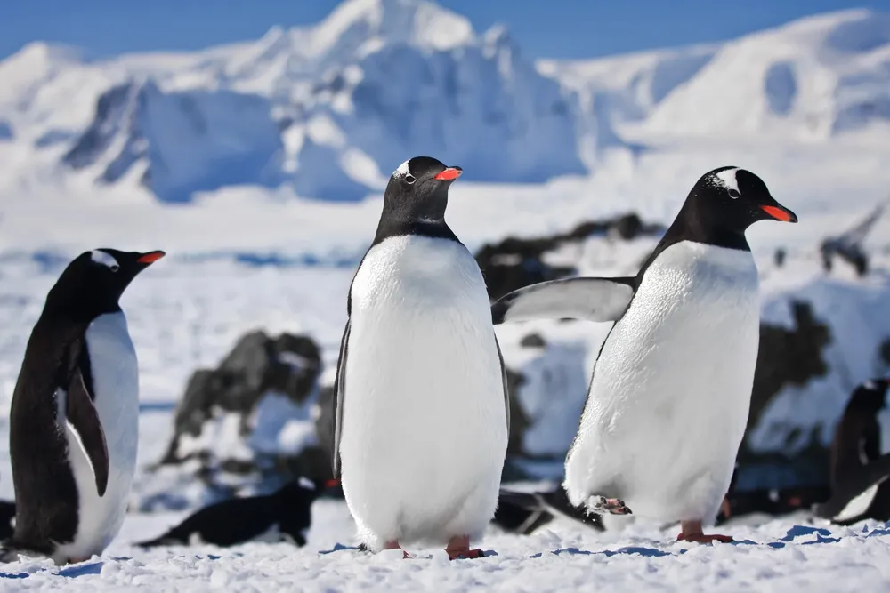 nueva-especie-pinguino-pygoscelis-kerguelensis-100-anos