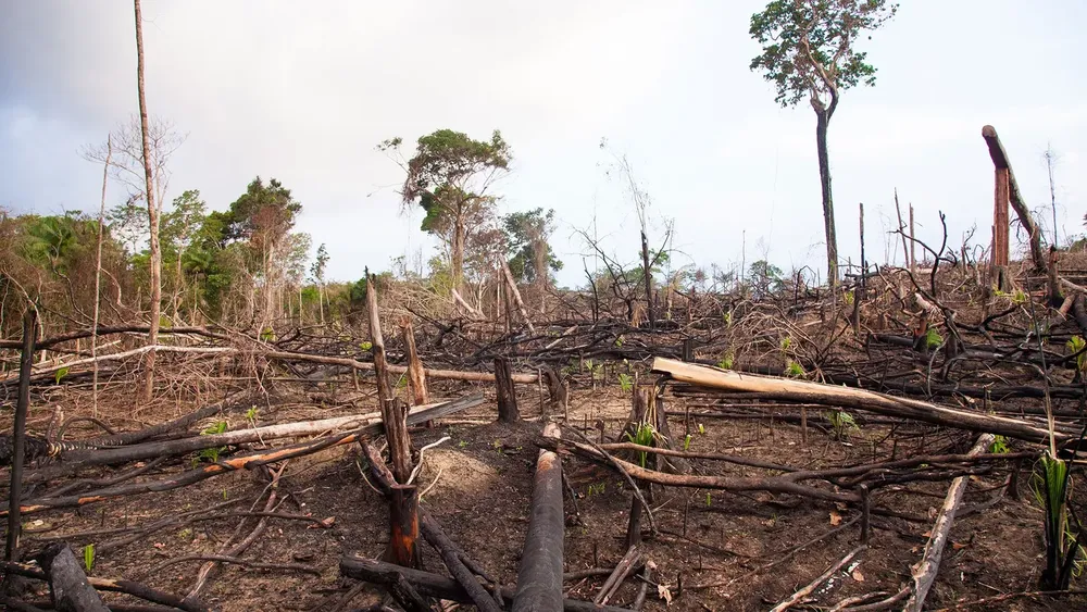 01-deforestation-disease