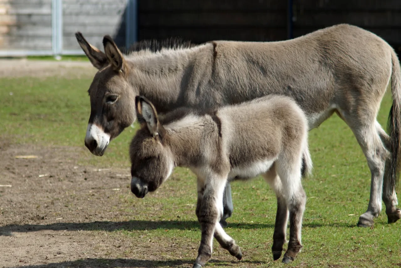 burro