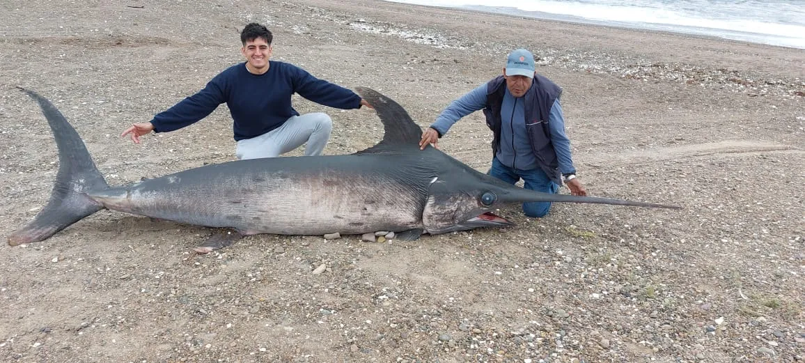 pez-espada-en-puerto-lobos-2 (1)