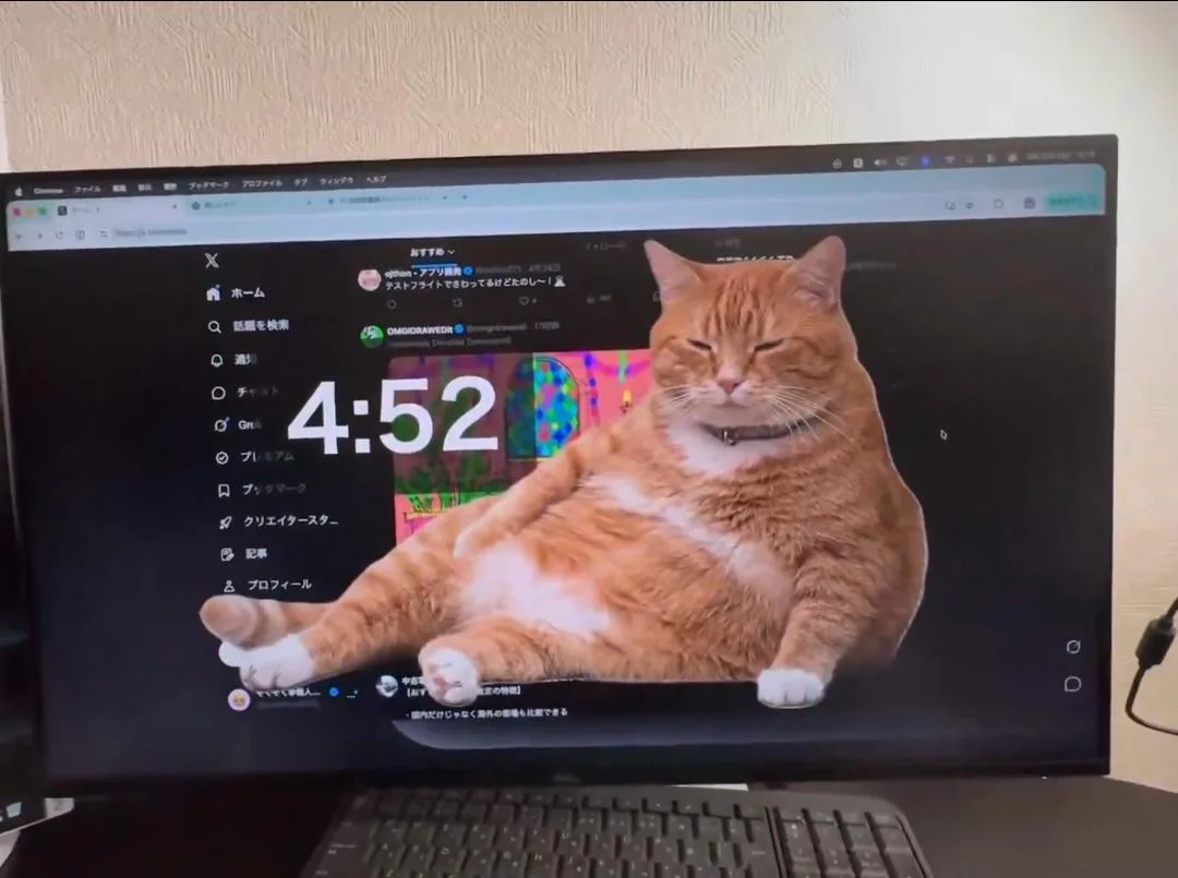gato