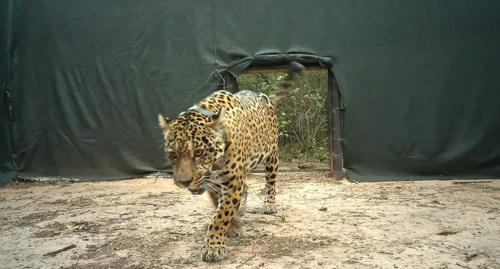 liberacion_yaguarete_acai_6