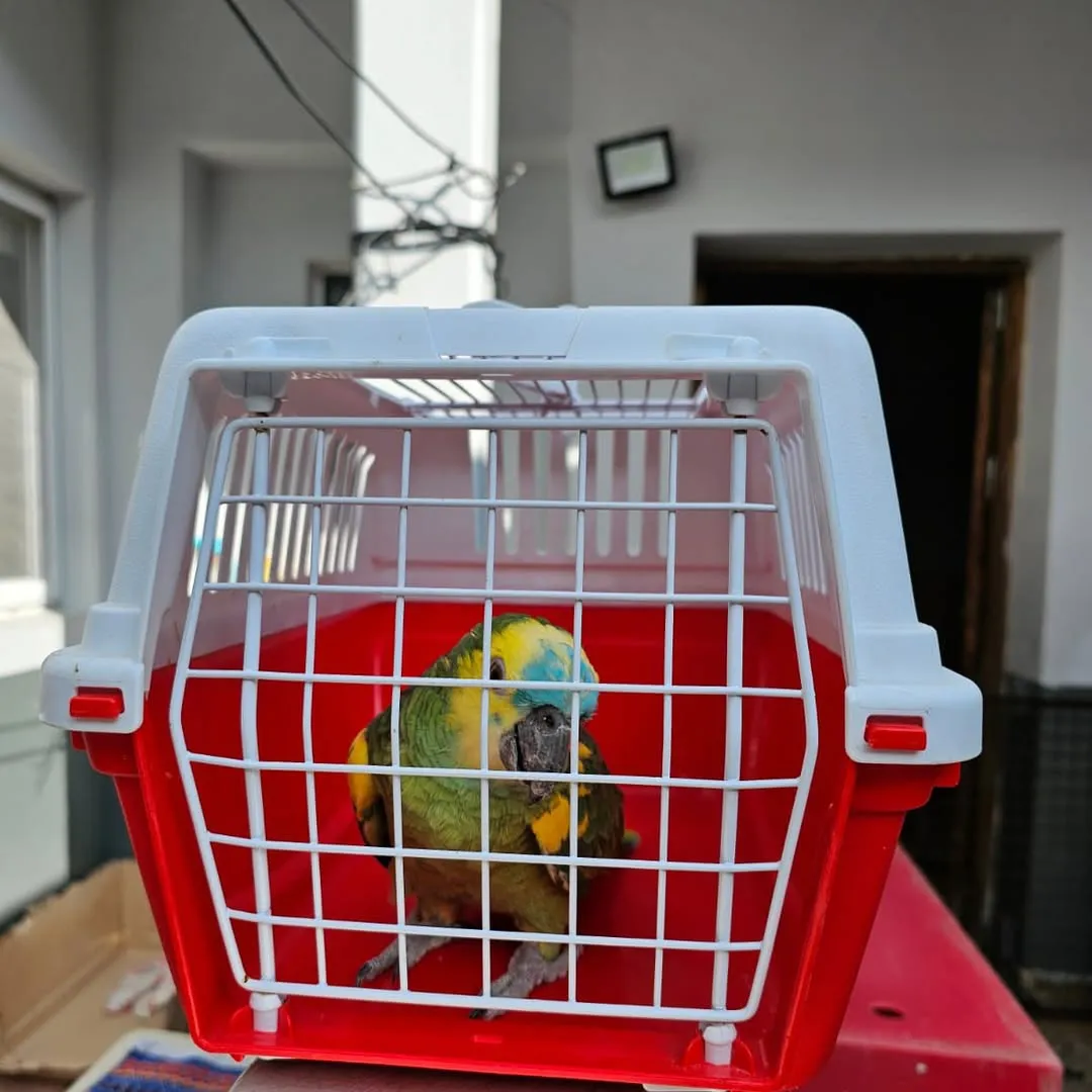 La Unidad Fiscal Especializada en Materia Ambiental (UFEMA), a cargo del Dr. Blas Matías Michienzi, clausuró un criadero ilegal de perros en el barrio de Villa Urquiza de esta Ciudad.La causa se originó por tareas 