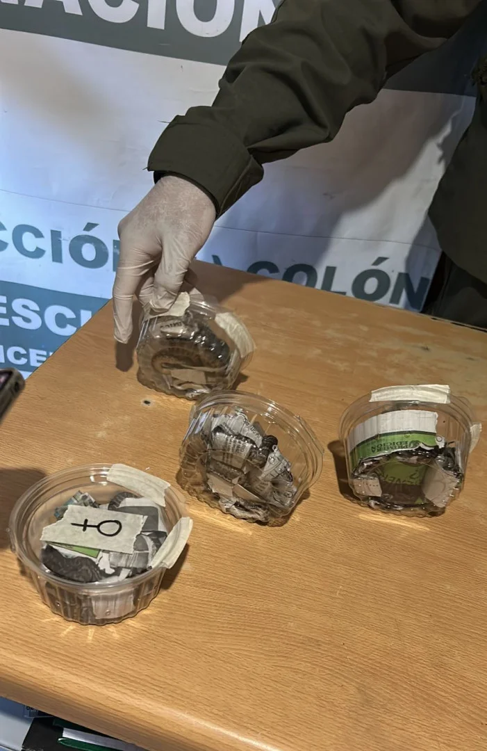 seis_crias_de_boa_contrictora-_entre_rios_1