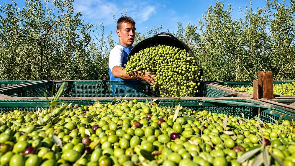 Cosecha de aceitunas al sol