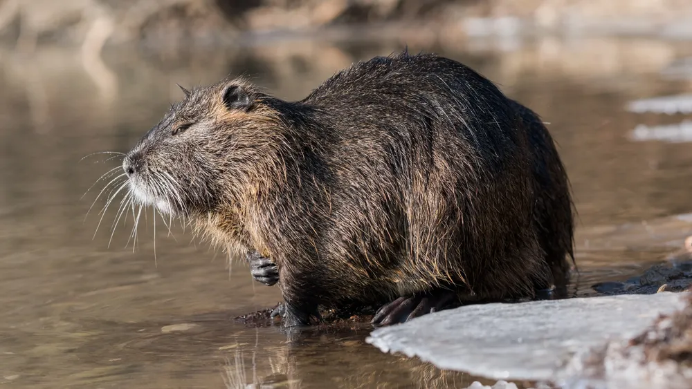 Nutria_(Myocastor_coypus)_in_a_partially_frozen_river_Ljubljanica