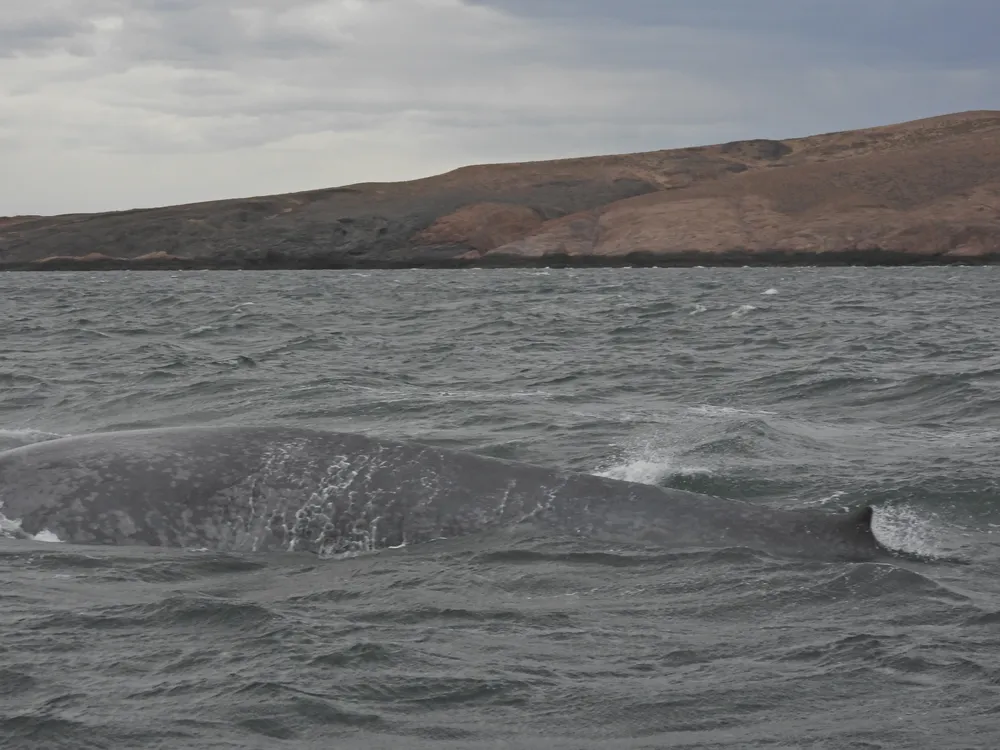 Ballena azul - PH - Tomás Tamagno