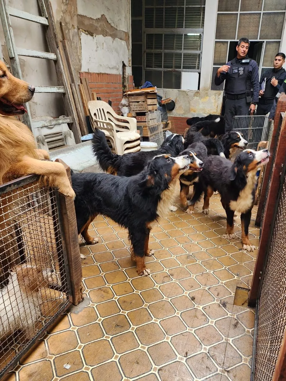 719866-perros-0