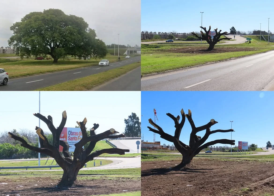 ¿Talaron la Tipa del ingreso a Rosario, por un cartel…Desde parques y paseos de la ciudad respon