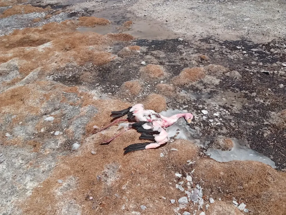 395118199_713713700785494_745677701221097010_n