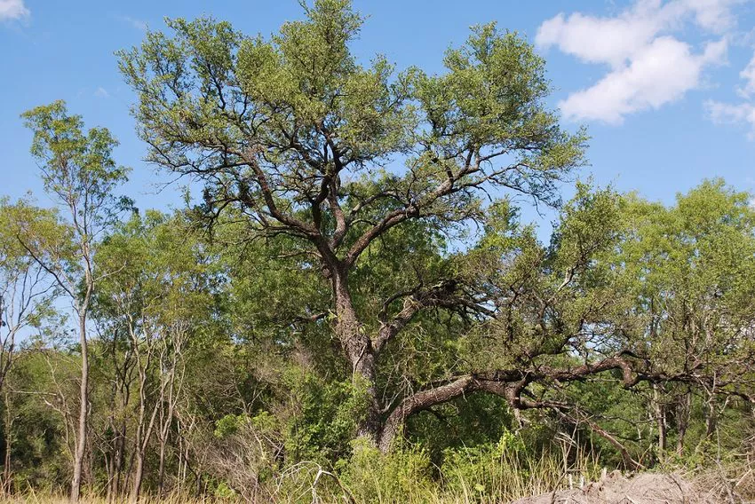 Chaco Plantas del quebrachal recopila m s de 50 a os sobre