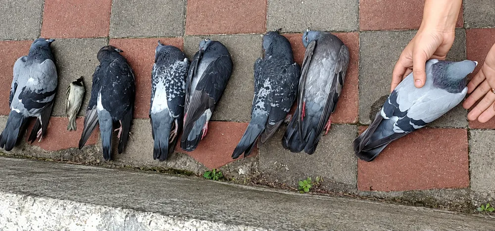 Fila de palomas sobre adoquines