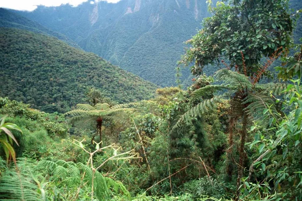verde